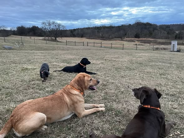 Labradors in the pasture at Storch Family Farm
