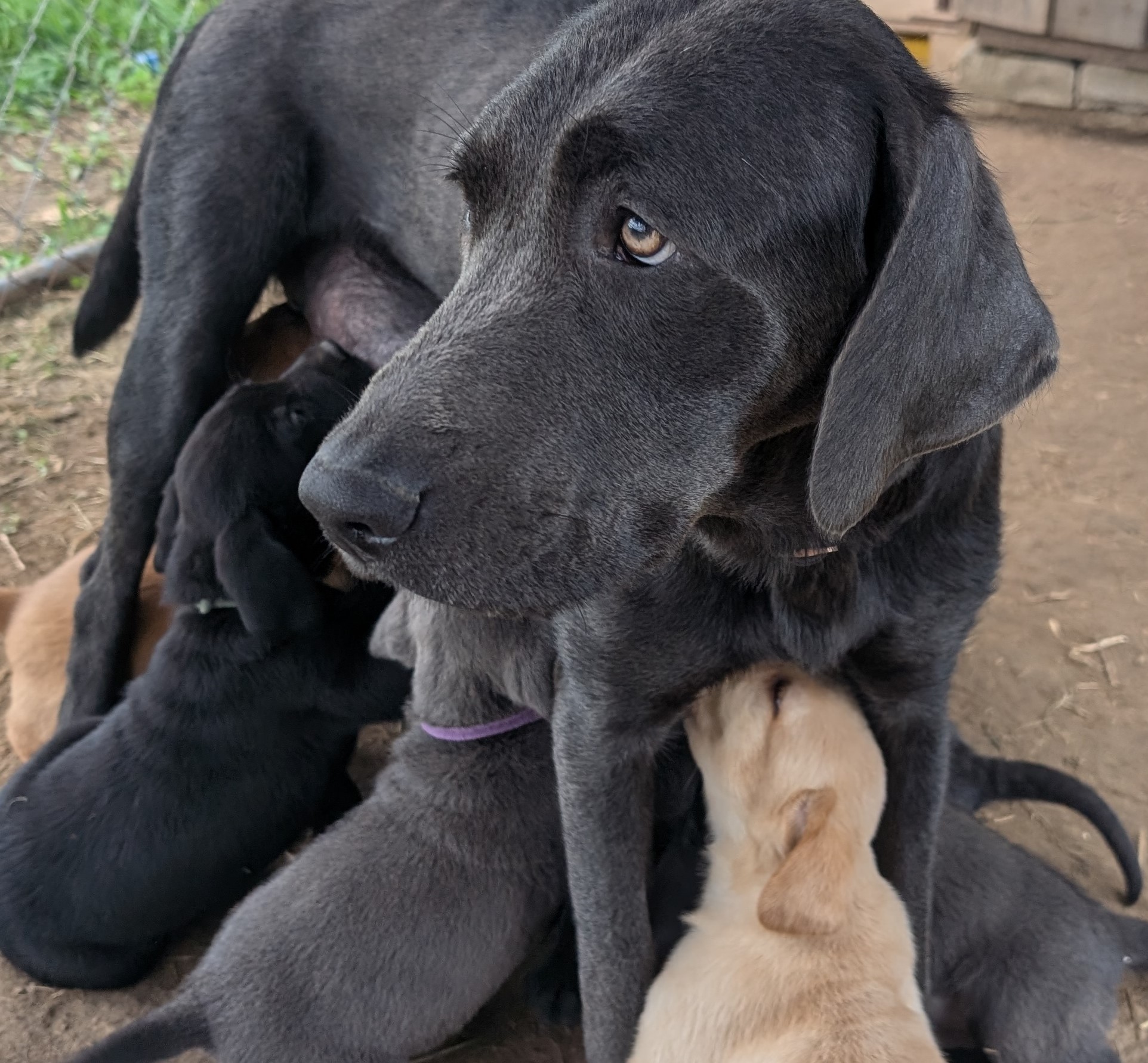 Piper, the charcoal Labrador dam, with her puppies