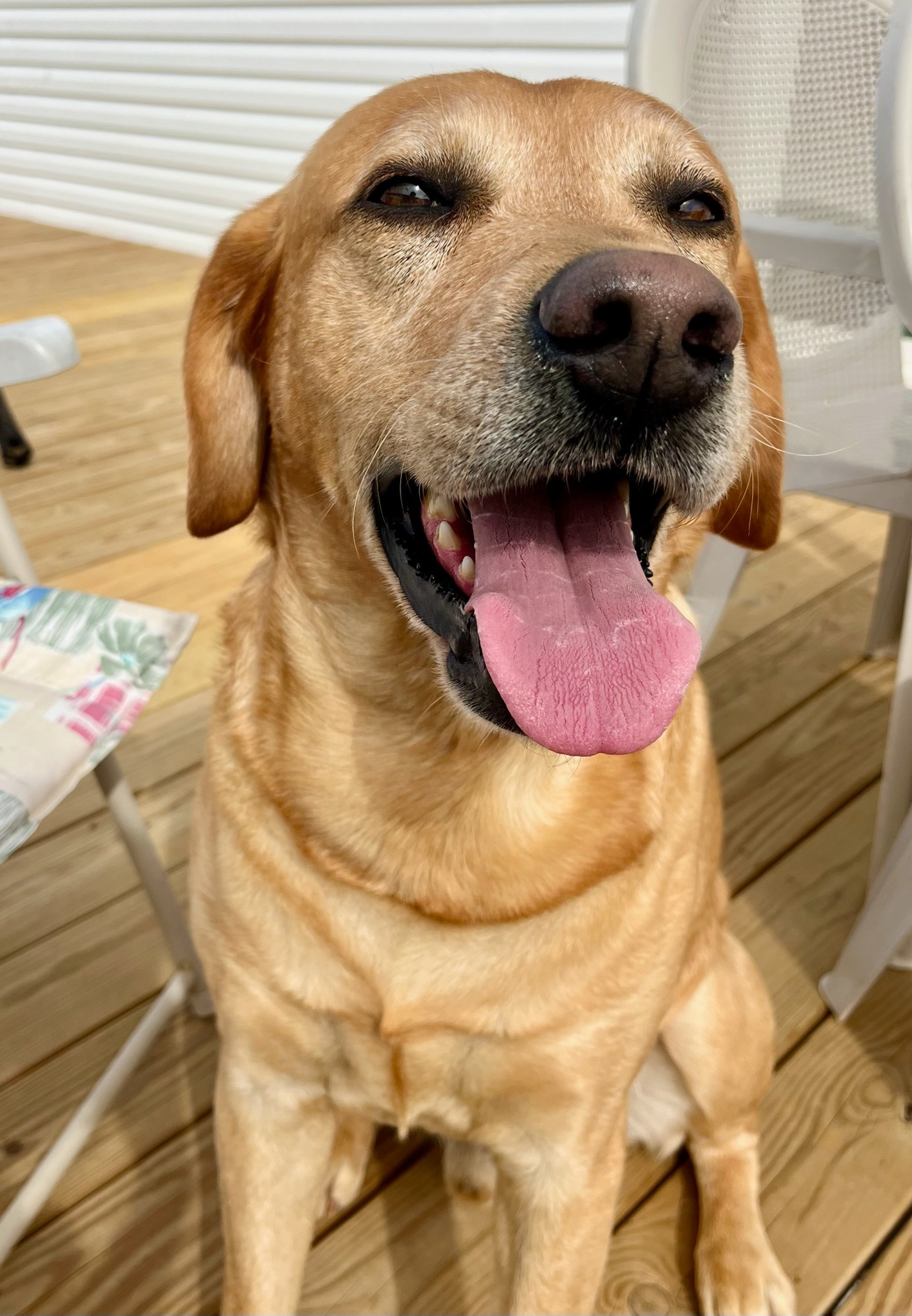 Ranger, the yellow Labrador sire