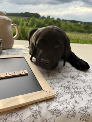 Debut litter Labrador puppy