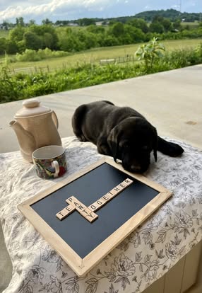 Debut litter Labrador puppy