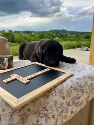 Debut litter Labrador puppy