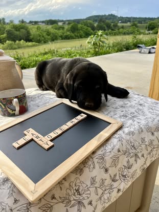 Debut litter Labrador puppy