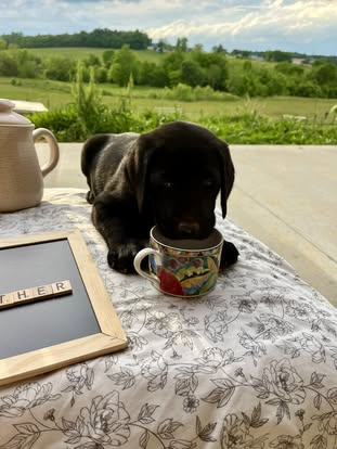 Debut litter Labrador puppy