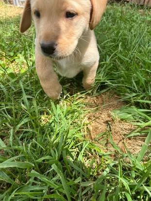 Debut litter Labrador puppy