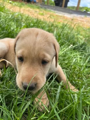 Debut litter Labrador puppy
