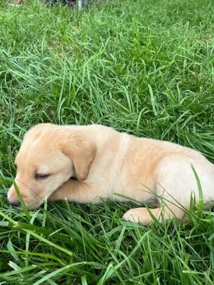 Debut litter Labrador puppy