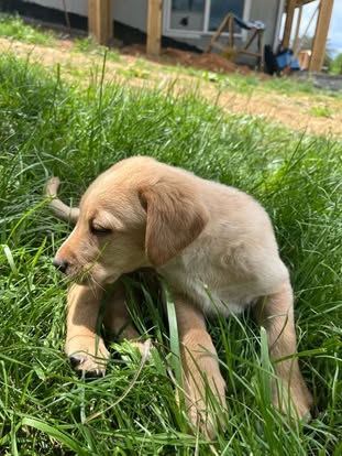 Debut litter Labrador puppy