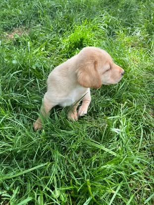 Debut litter Labrador puppy