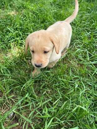Debut litter Labrador puppy