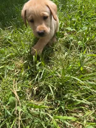Debut litter Labrador puppy