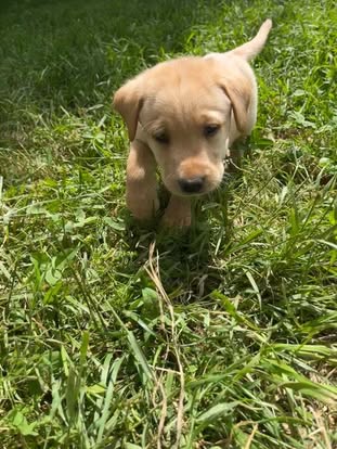Debut litter Labrador puppy