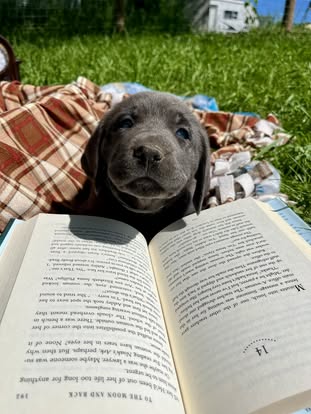 Debut litter Labrador puppy