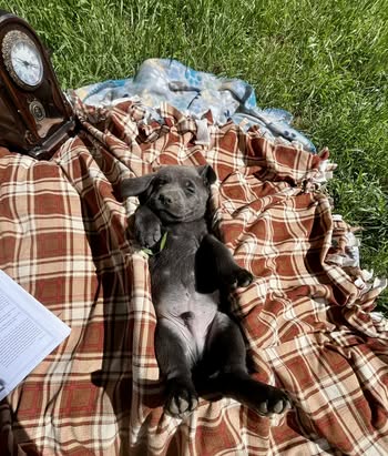 Debut litter Labrador puppy