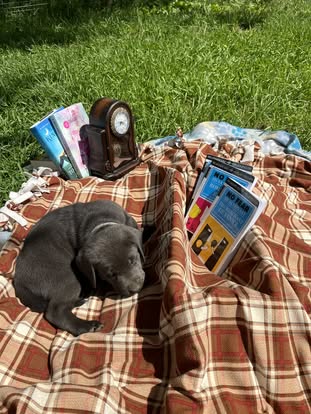 Debut litter Labrador puppy