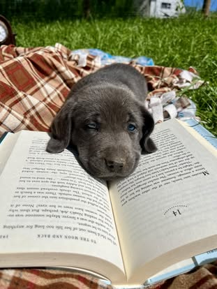 Debut litter Labrador puppy