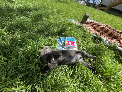 Debut litter Labrador puppy