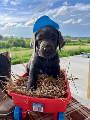 Debut litter Labrador puppy