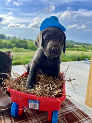 Debut litter Labrador puppy