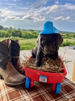 Debut litter Labrador puppy