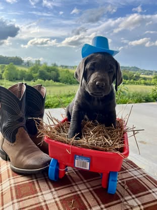 Debut litter Labrador puppy