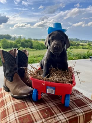 Debut litter Labrador puppy