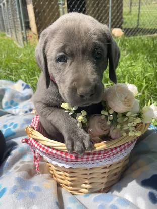 Debut litter Labrador puppy