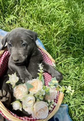 Debut litter Labrador puppy