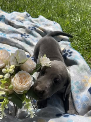 Debut litter Labrador puppy