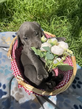 Debut litter Labrador puppy
