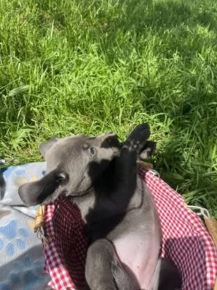 Debut litter Labrador puppy
