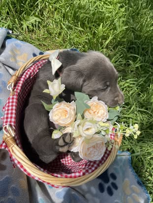 Debut litter Labrador puppy