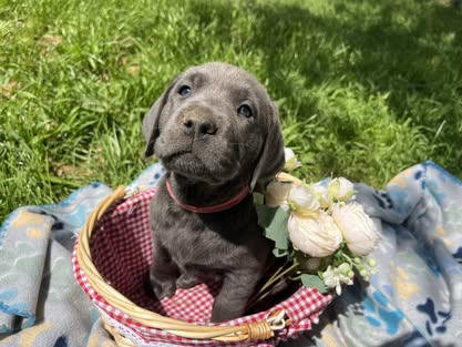 Debut litter Labrador puppy