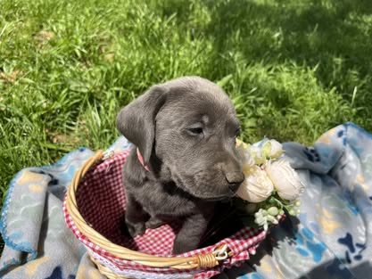 Debut litter Labrador puppy