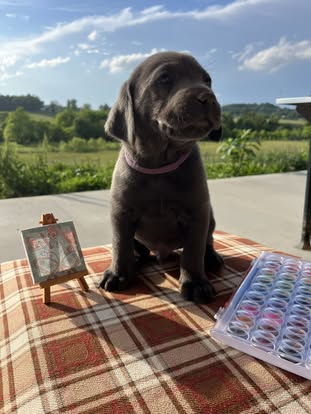 Debut litter Labrador puppy