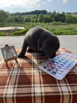 Debut litter Labrador puppy