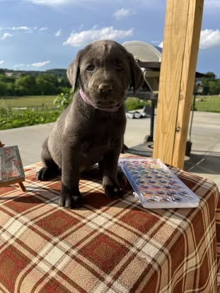 Debut litter Labrador puppy