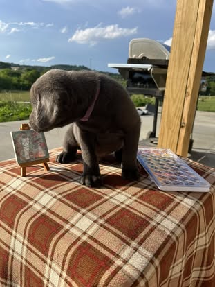 Debut litter Labrador puppy