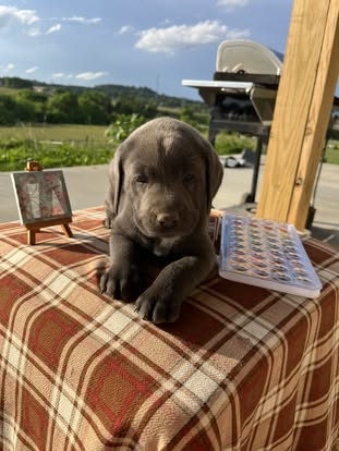 Debut litter Labrador puppy