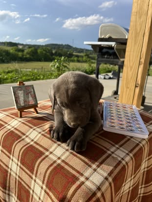 Debut litter Labrador puppy