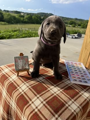Debut litter Labrador puppy