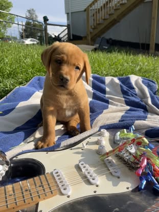 Debut litter Labrador puppy