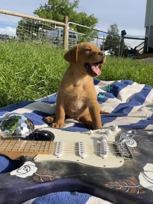 Debut litter Labrador puppy