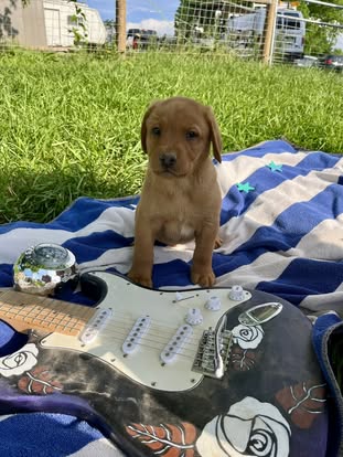 Debut litter Labrador puppy