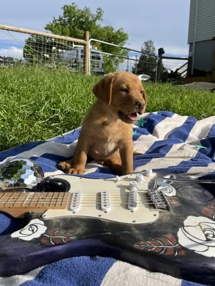 Debut litter Labrador puppy