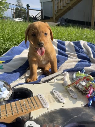 Debut litter Labrador puppy