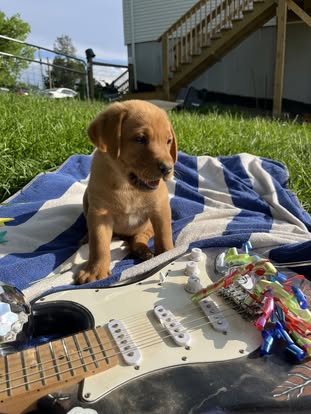 Debut litter Labrador puppy