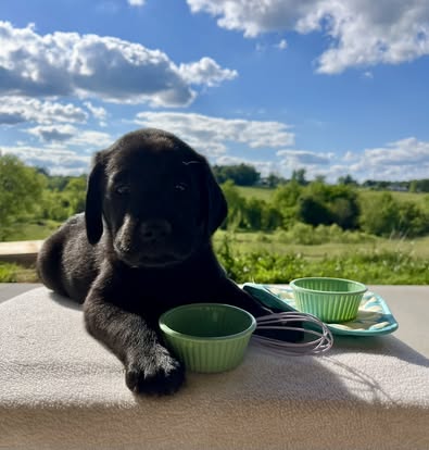 Debut litter Labrador puppy