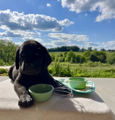 Debut litter Labrador puppy