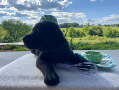 Debut litter Labrador puppy